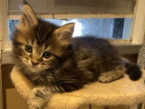 4 chatons Maine Coon non LOOF nés en mai 2026 à réserver