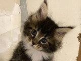 4 chatons Maine Coon non LOOF nés en mai 2026 à réserver