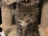 4 chatons Maine Coon non LOOF nés en mai 2026 à réserver