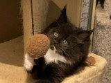4 chatons Maine Coon non LOOF nés en mai 2026 à réserver