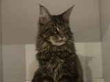 4 chatons Maine Coon non LOOF nés en mai 2026 à réserver