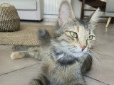 Lady, jeune chatte à adopter en association