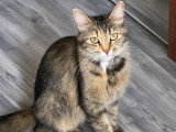 Lady, jeune chatte à adopter en association