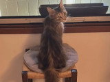 Lady, jeune chatte à adopter en association