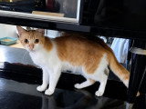 Alexa, jeune chatte à adopter en association