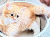 4 chatons Sibériens LOOF nés en mai 2026 à réserver