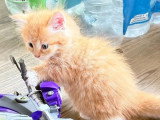 4 chatons Sibériens LOOF nés en mai 2026 à réserver