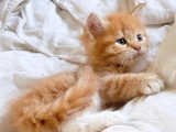 4 chatons Sibériens LOOF nés en mai 2026 à réserver
