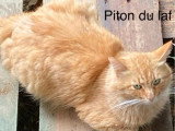 4 chatons Sibériens LOOF nés en mai 2026 à réserver