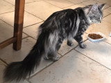 Magnifique femelle Maine Coon LOOF entière à vendre