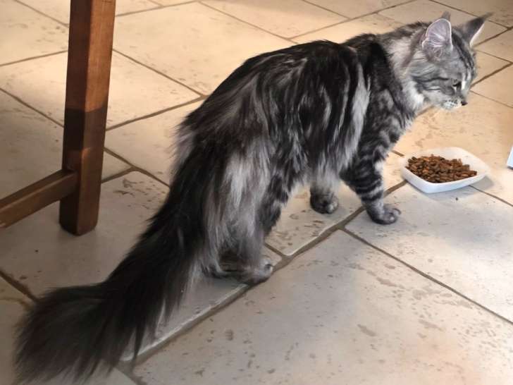 Magnifique femelle Maine Coon LOOF entière à vendre