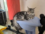 Magnifique femelle Maine Coon LOOF entière à vendre