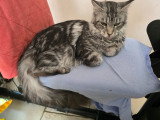 Magnifique femelle Maine Coon LOOF entière à vendre