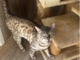 Chat Bengal snow mink LOOF mâle de 2022 en vente
