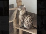 Chat Bengal snow mink LOOF mâle de 2022 en vente