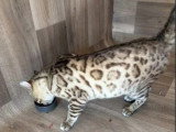 Chat Bengal snow mink LOOF mâle de 2022 en vente