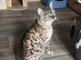 Chat Bengal snow mink LOOF mâle de 2022 en vente