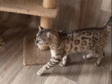 Chat Bengal snow mink LOOF mâle de 2022 en vente