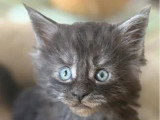3 chatons Maine Coon mâles LOOF à réserver, nés en mai 2026
