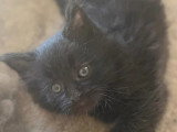 3 chatons Maine Coon mâles LOOF à réserver, nés en mai 2026