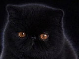 Chat Exotic Shorthair mâle à vendre LOOF né en mai 2025