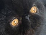 Chat Exotic Shorthair mâle à vendre LOOF né en mai 2025