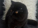 Chat Exotic Shorthair mâle à vendre LOOF né en mai 2025