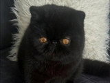 Chat Exotic Shorthair mâle à vendre LOOF né en mai 2025