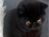 Chat Exotic Shorthair mâle à vendre LOOF né en mai 2025
