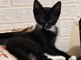Bruni, chaton à adopter en association