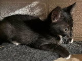 Bruni, chaton à adopter en association