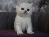 3 chatons British Shorthair black silver shaded LOOF de mai 2026 à réserver