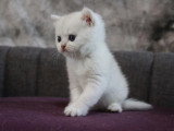 3 chatons British Shorthair black silver shaded LOOF de mai 2026 à réserver