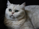 3 chatons British Shorthair black silver shaded LOOF de mai 2026 à réserver