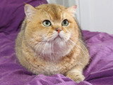 3 chatons British Shorthair black silver shaded LOOF de mai 2026 à réserver