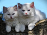 2 chatons Ragdoll blue point inscrits au LOOF nés en avril 2026 à réserver