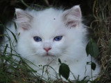 2 chatons Ragdoll blue point inscrits au LOOF nés en avril 2026 à réserver