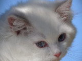 2 chatons Ragdoll blue point inscrits au LOOF nés en avril 2026 à réserver