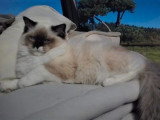 2 chatons Ragdoll blue point inscrits au LOOF nés en avril 2026 à réserver