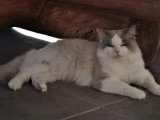 2 chatons Ragdoll blue point inscrits au LOOF nés en avril 2026 à réserver