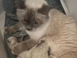 Cinq chatons Sacré de Birmanie non LOOF nés juin 2026 à réserver