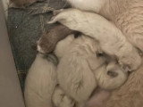 Cinq chatons Sacré de Birmanie non LOOF nés juin 2026 à réserver