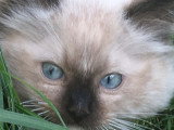 Chatons Ragdoll LOOF à vendre