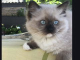 Chatons Ragdoll LOOF à vendre