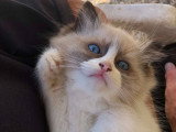Chatons Ragdoll LOOF à vendre