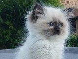 Chatons Ragdoll LOOF à vendre