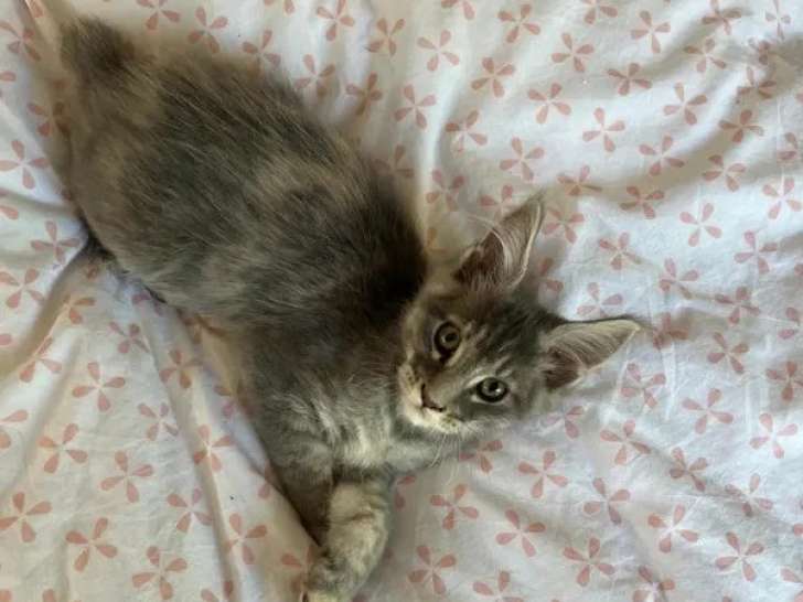 1 mâle 2 femelles Maine Coon  inscrits au LOOF nés en février 2026 à vendre