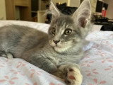 1 mâle 2 femelles Maine Coon  inscrits au LOOF nés en février 2026 à vendre