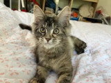 1 mâle 2 femelles Maine Coon  inscrits au LOOF nés en février 2026 à vendre