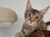 1 mâle 2 femelles Maine Coon  inscrits au LOOF nés en février 2026 à vendre